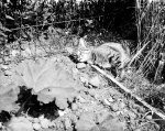 Jem1972_002-13.jpg